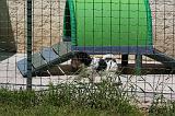 PARC CHIOTS 040